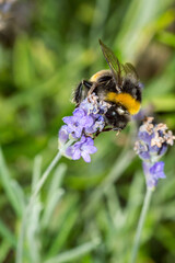 Bumblebee collecting nectar from violet flower.