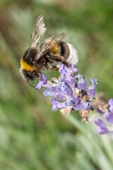Bumblebee or ruderal bumblebee (Bombus ruderatus) on flower in the garden.