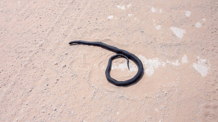 A dead black mamba - Dendroaspis polylepis -  on a white sandy road. The snake has no visible injuries and still looks alive.  The snake has large diamond shaped scales.