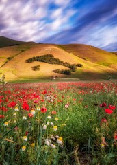 field of poppies 