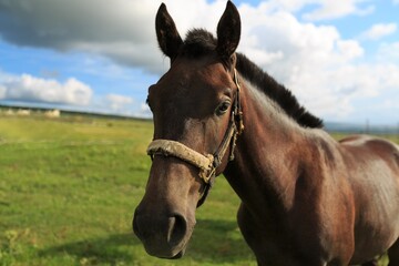 Horse runs on a green summer meadow on sunny day