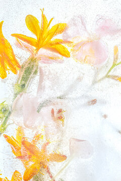 Orange Forsythia Flowers Background