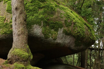 
rock with a tree in the forest