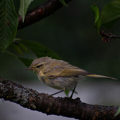 young warbler ratchet on a branch