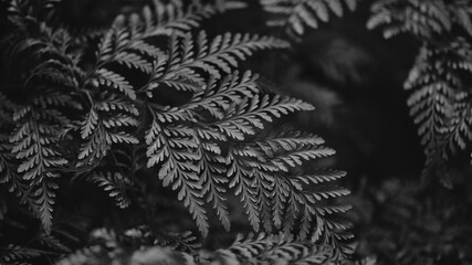 Fern leaf close up in bw nature background