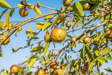 Camellia oleifera growing on a camellia oleifera tree in autumn