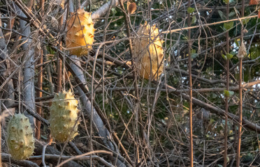 Cucumis metuliferus, called the African horned cucumber, horned melon, spiked melon, jelly melon,...