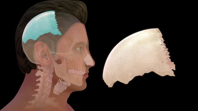 human skull parietal bone anatomy 3d rendered video clip