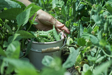 Woman farmer gathers ripe peas in the garden