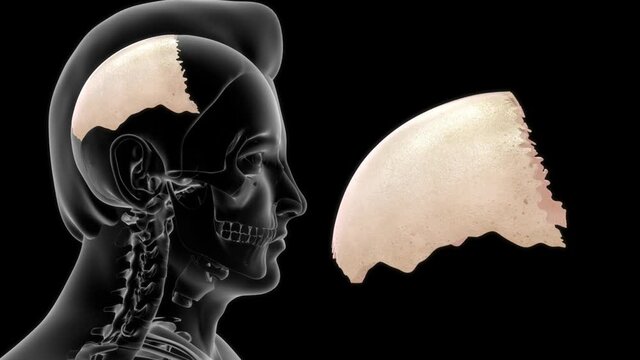 human skull parietal bone anatomy 3d rendered video clip