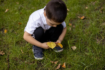 A close-up photo of a 3 years old kids hands playing with golden, yellow leaves and sitting on the grass with bent knees. Fall, autumn mood.