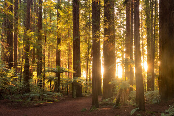 The light of the setting sun shining through the California redwood trees in Whakarewarewa Forest, Rotorua, New Zelaand - Powered by Adobe