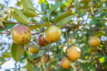 Camellia oleifera growing on a camellia oleifera tree in autumn