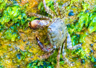 black sea crab there are algae on the stone