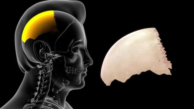human skull parietal bone anatomy 3d rendered video clip