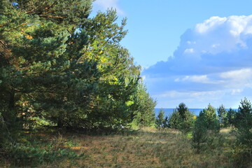 Obraz premium tree in the mountains