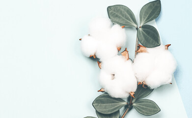 natural creative pastel concept. Cotone flowers on a gentle blue background