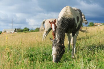 Horse chils and mother horse her beautiful foal on a field
