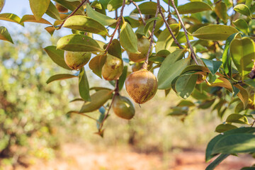 Camellia oleifera growing on a camellia oleifera tree in autumn