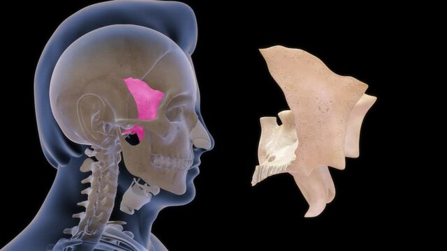 human sphenoid bone anatomy rendered video clip