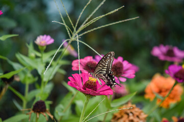 butterfly on a flower
