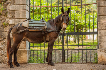 il mulo e' un animale da soma che risulta l'incrocio da un asino e una cavalla e cioè un ibrido...