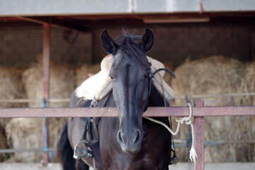 Portrait d'un cheval minorquin