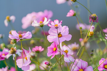 cosmos flowers