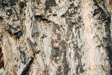 Bark of wood texture, grunge background	