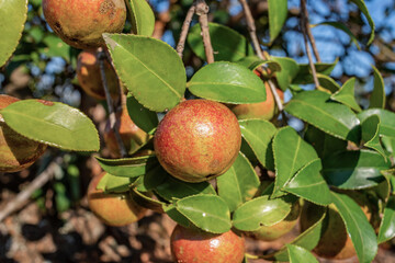 Camellia oleifera growing on a camellia oleifera tree in autumn