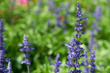 Lavender bushes closeup. Field of Lavender. Flower field, image for natural background. Selective focus.