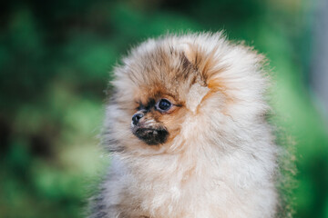 Pomeranian baby posing outside. Small pomeranian puppy.	
