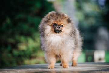 Pomeranian baby posing outside. Small pomeranian puppy.	
