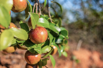 Camellia oleifera growing on a camellia oleifera tree in autumn