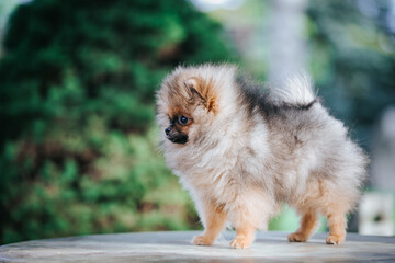 Pomeranian baby posing outside. Small pomeranian puppy.	
