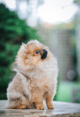 Pomeranian baby posing outside. Small pomeranian puppy.