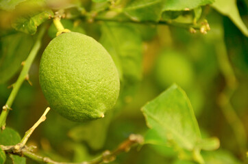 Lime on tree