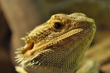 Bartagame- pogona vitticeps 