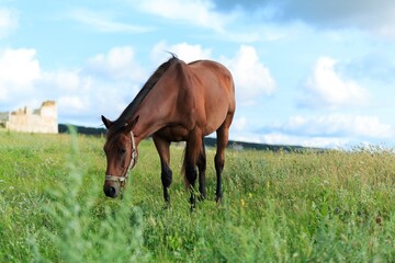 Horse runs on a green summer meadow on sunny day
