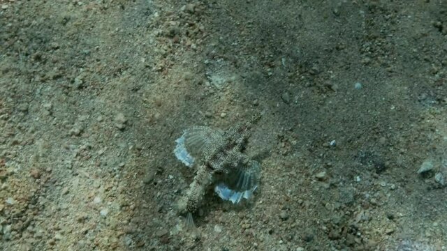Seamoth moves on the sandy bottom in shallow water in sun rays. Pegasus, Little Dragonfish or Common Seamoth (Eurypegasus draconis). Slow motion