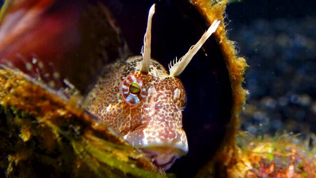 Tentacled blenny (Parablennius tentacularis), fish hiding in empty shells of mussels, Black Sea