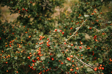 Red fruit of Crataegus monogyna, known as hawthorn or single-seeded hawthorn