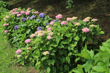 初夏の公園に咲くカラフルなアジサイの花