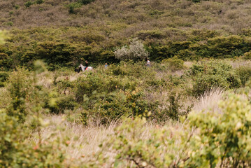 The steppe is woodless. Ravine in the steppe.