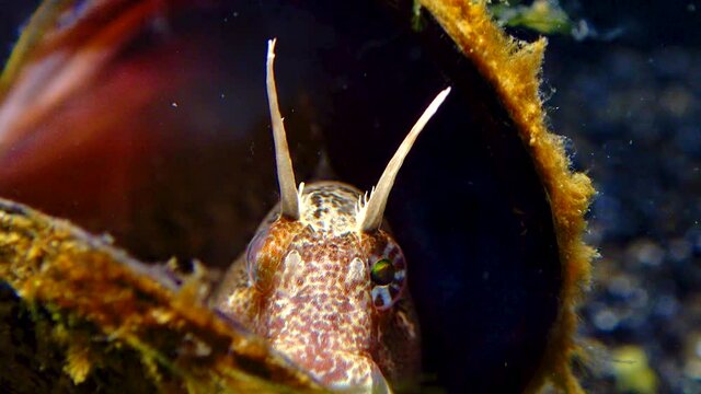 Tentacled blenny (Parablennius tentacularis), fish hiding in empty shells of mussels, Black Sea