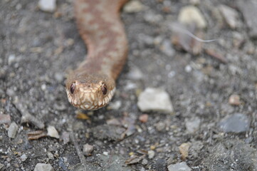 Kreuzotter- vipera berus 