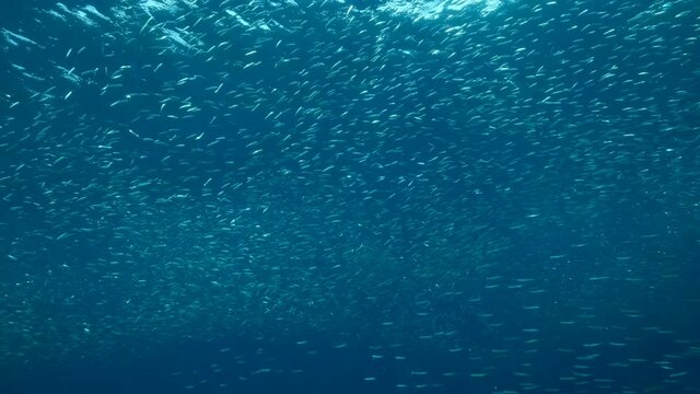 Massive shoal of Blue sprat, Delicate round herring or blueback sprat (Spratelloides delicatulus). Massive school of small fish swims in the blue water in sunrays. Slow motion