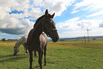 Horse runs on a green summer meadow on sunny day