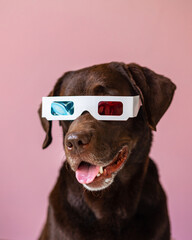 Obraz premium a Labrador retriever dog in 3d glasses on a pink or gray background. stereo glasses for watching movies. a dog and a laptop. portrait of a dog with emotions. pets as people, modern technologies in the