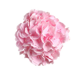 Delicate pink hortensia flowers on white background, top view